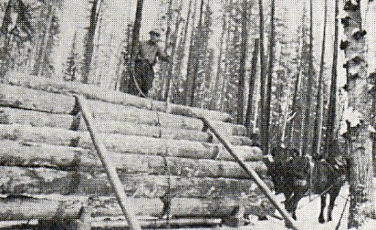 Logging - Ellis and Pinkerton's Mill - East Bay, Stoney.
