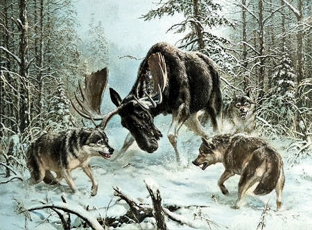 Timber Wolves Circling a fighting Moose.