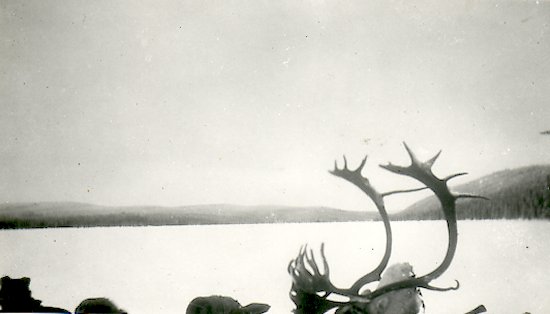 Caribou head and horns in canoe