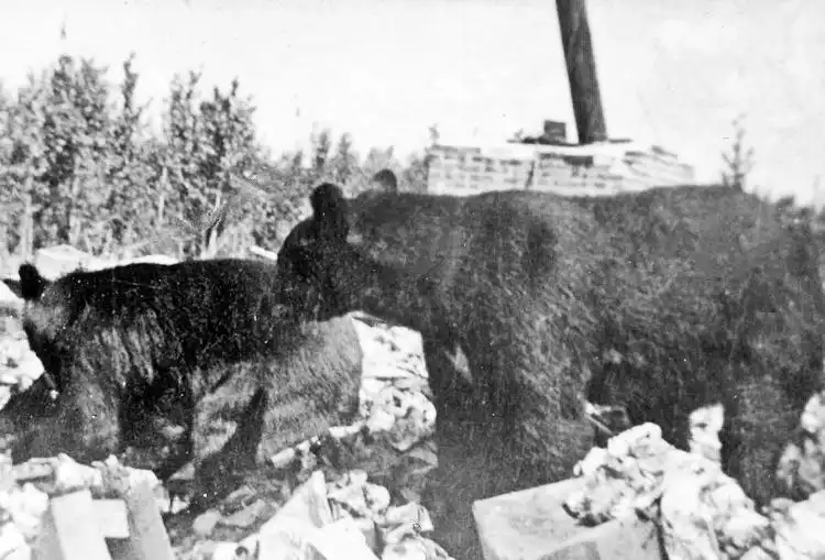 Two black bears in a dump.