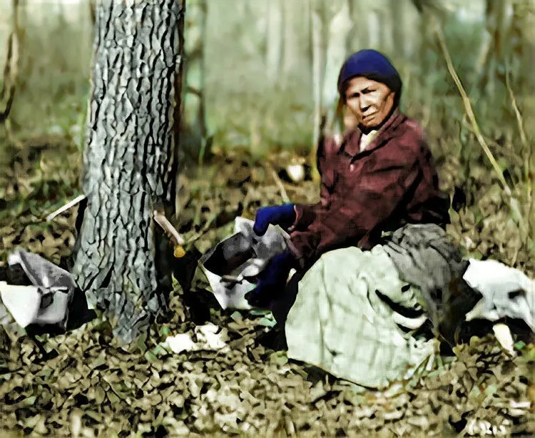 Indian Lady tapping a Birch tree for sap.
