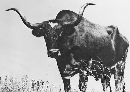 Longhorn cattle.